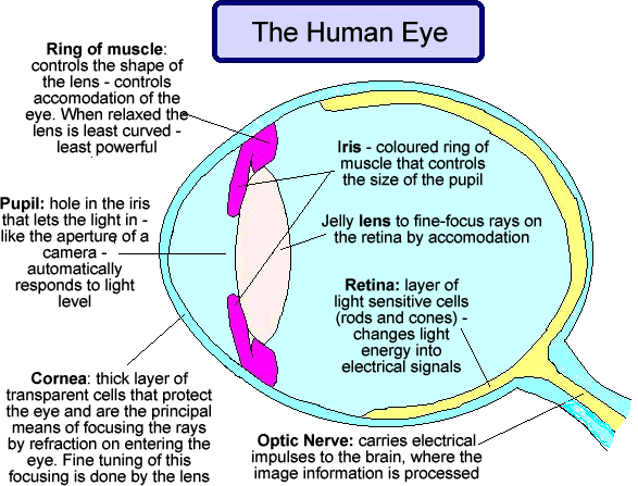 Cyberphysics - The human eye, sight defects and their correction
